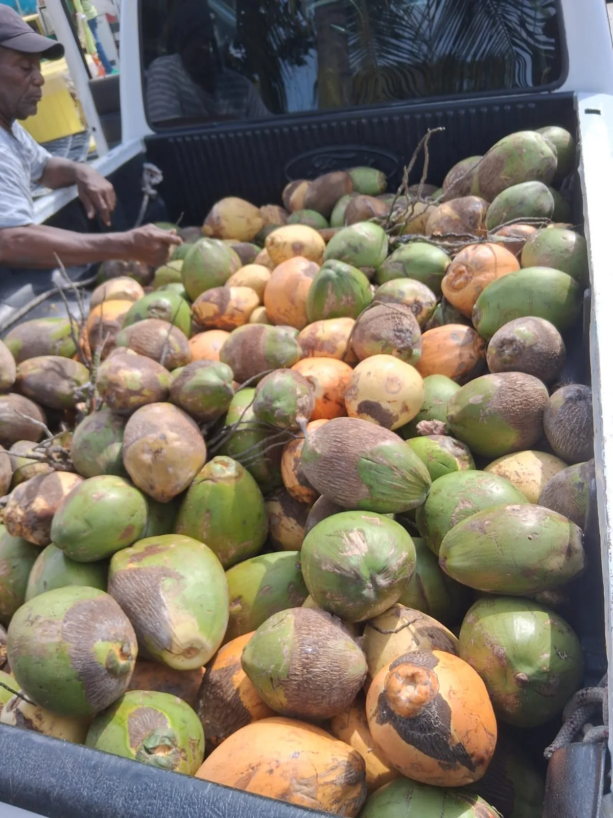 A truck bed full of green coconuts